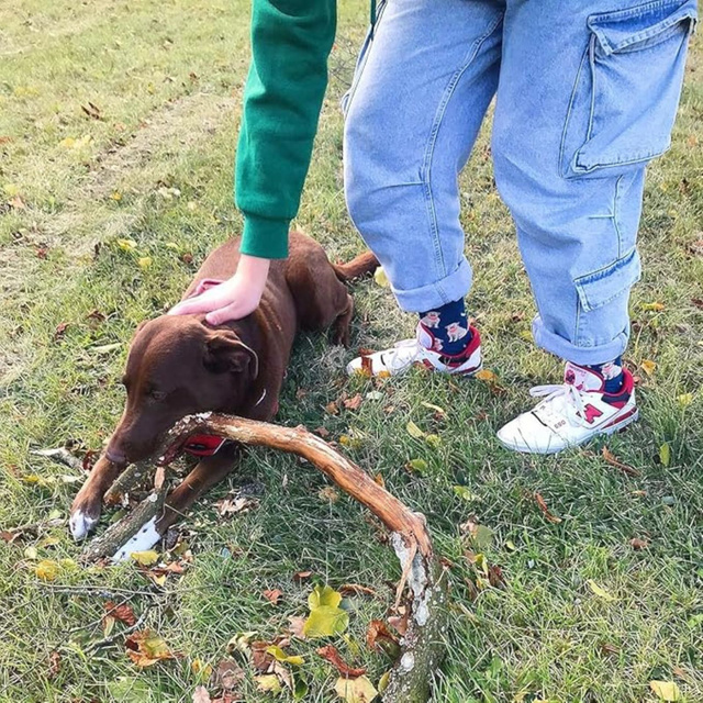 Dog Food Socks in a Can